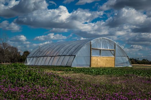 Hungry Boy Farms Spring 2017 - Taken at the beginning of spring 2017 at Hungry Boy Farms, Bonham Texas.